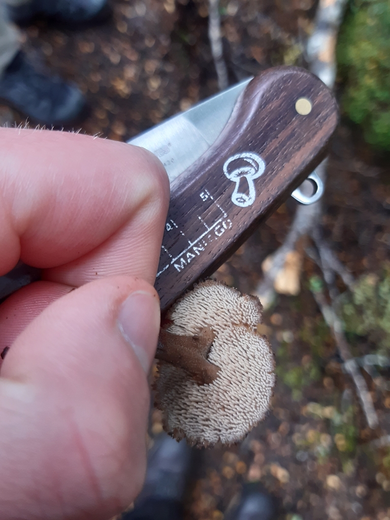 Auriscalpium umbella