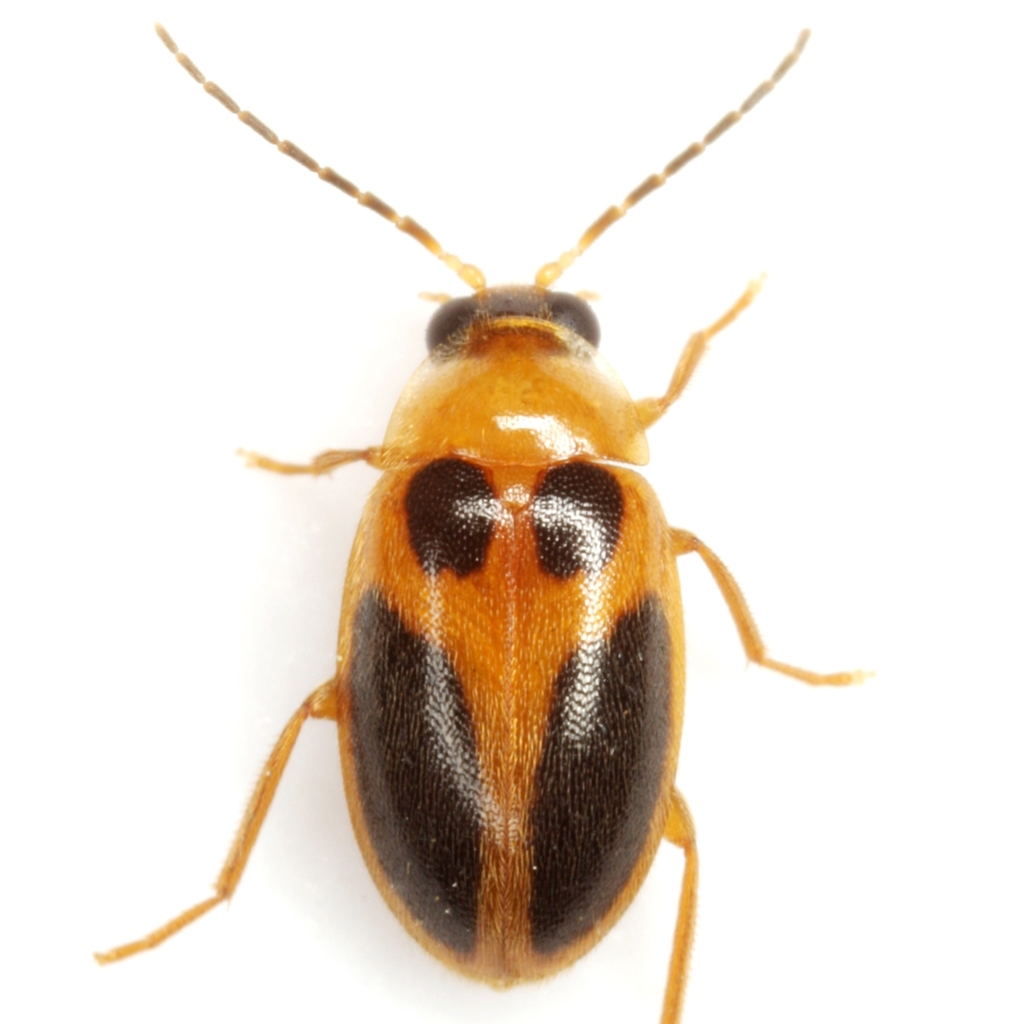 Sacodes