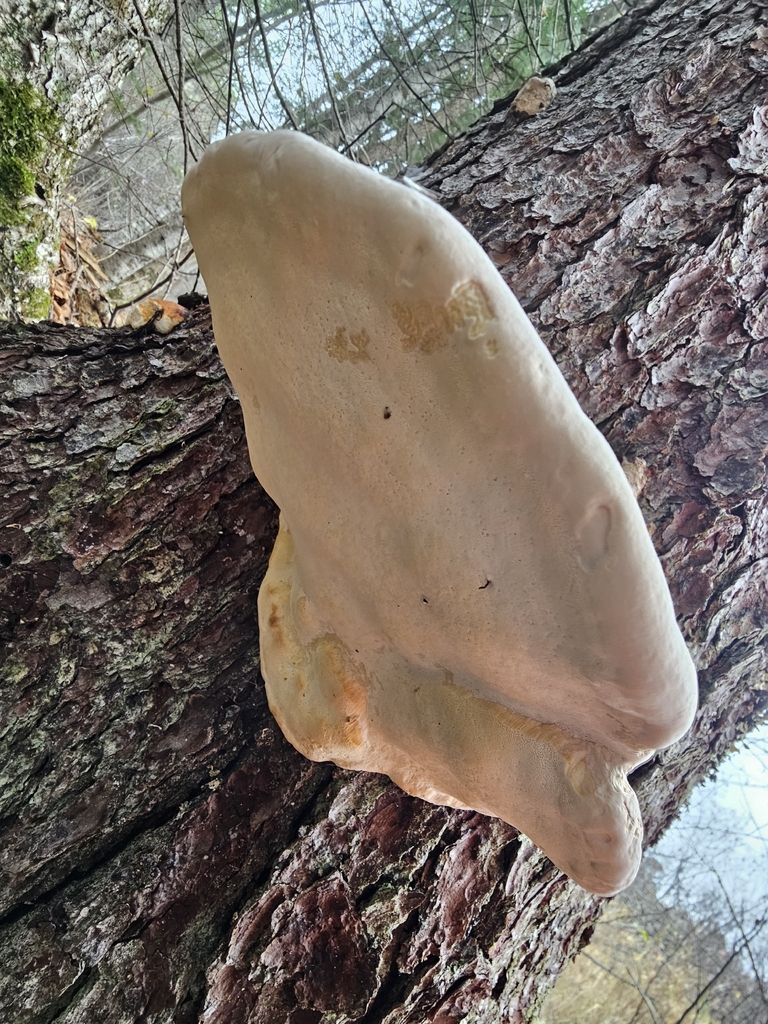 Fomitopsis mounceae · October 2025 · photo: © bogwalker (iNaturalist, cc-by)