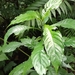 Aphelandra leonardii McDade