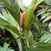 Aphelandra leonardii McDade 2