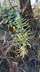 Sedum griseum