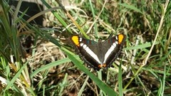 Adelpha bredowii