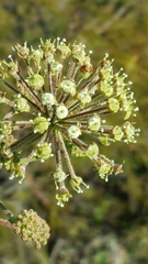 Aralia humilis
