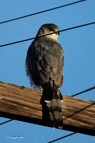 Cooper's Hawk
