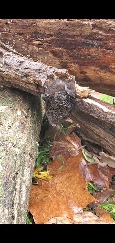 Silver-haired Bat photographed in Delaware