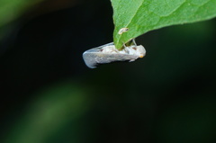 Metcalfa