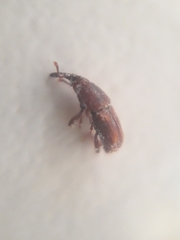 Sitophilus