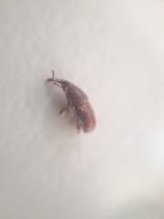 Sitophilus