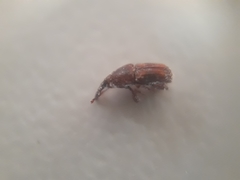 Sitophilus