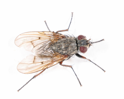 Unknown species found near Wellfleet, MA, USA