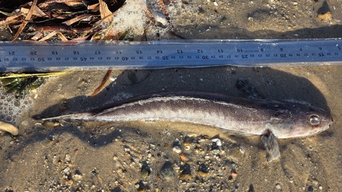 Rots-platkop (Platycephalus laevigatus) — Platycephalidae — 2