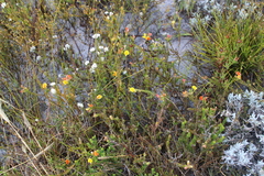 Aspalathus linguiloba