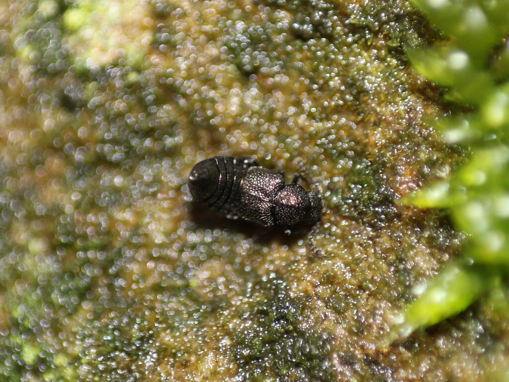 Syntomium aeneum