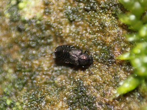 Syntomium aeneum