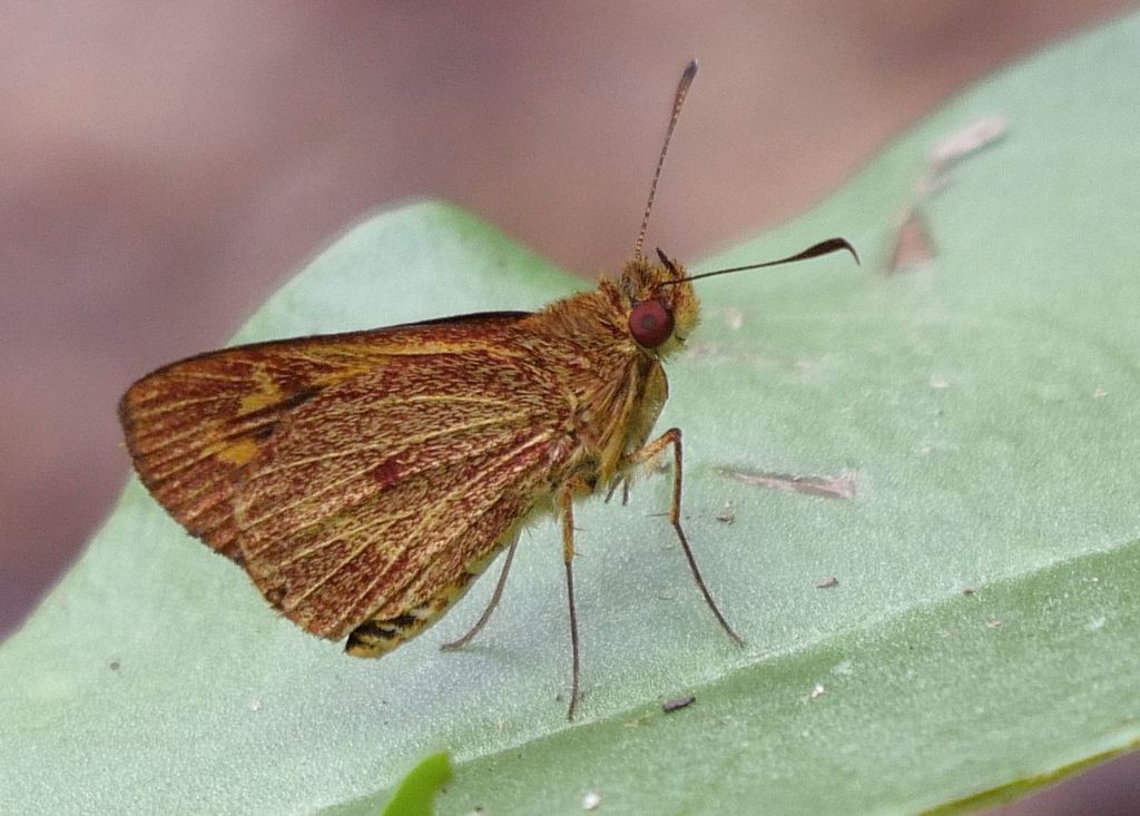 Lento krexoides