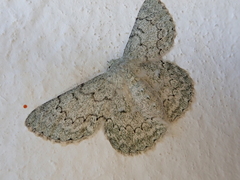 Pingasa abyssiniaria