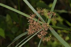 Cyperus sexangularis