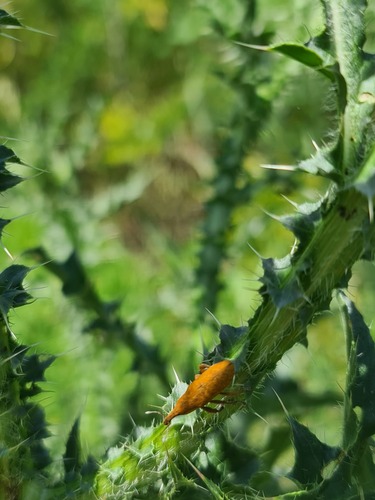 Elongated Bean Weevil