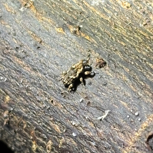 Menectetorus setulosus