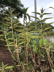 Kalanchoe daigremontiana