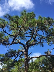 Pinus elliottii densa