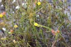 Aspalathus linguiloba