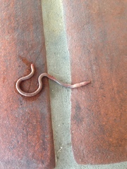 Aporrectodea caliginosa