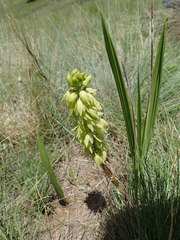 Orthochilus foliosus