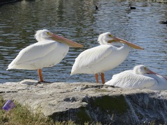 Pelecanus erythrorhynchos