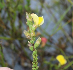 Aspalathus linguiloba