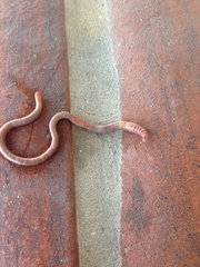 Aporrectodea caliginosa