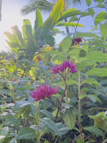 Clerodendrum speciosum observed 2025-10-30