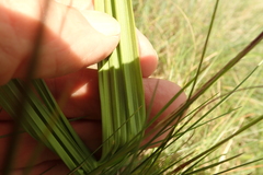 Orthochilus foliosus