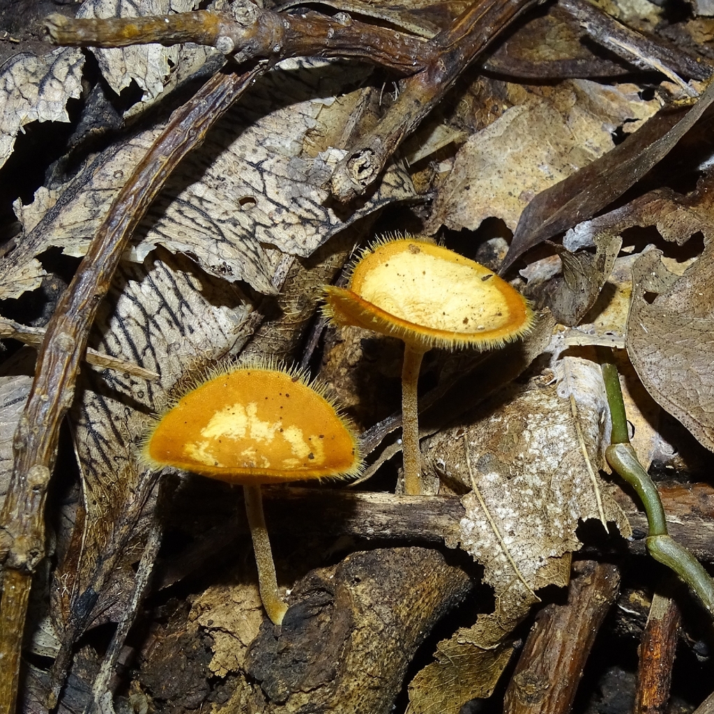 Lentinus flexipes · October 2025 · photo: © elkinjmf (iNaturalist, cc-by)