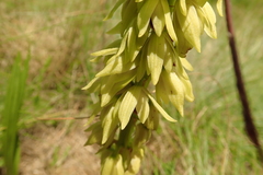 Orthochilus foliosus