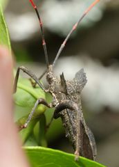 Elasmopoda