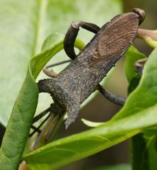 Elasmopoda
