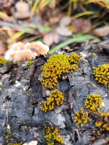Blunt-leaved Bristle Moss (Nyholmiella obtusifolia)