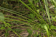 Cyperus sexangularis