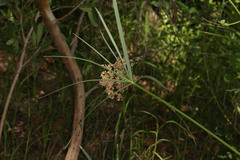 Cyperus sexangularis