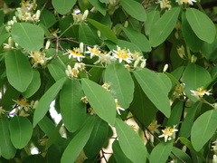 Passiflora sphaerocarpa