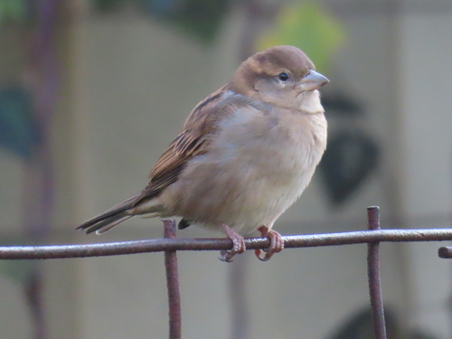 House Sparrow photographed in Arkansas