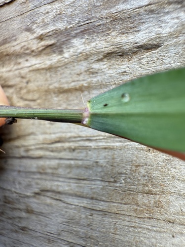 Digitaria radicosa (Digitaria radicosa)
