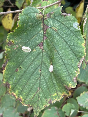 Nut Leaf Blister Moth, Lawn Tennis Club Festina, Amsterdam, North Holland, NL, photo 9 of 10