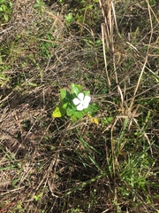 Catharanthus roseus image
