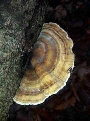 Trametes versicolor