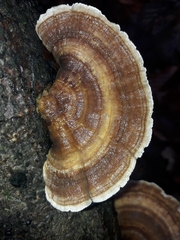 Trametes versicolor