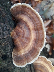 Trametes versicolor