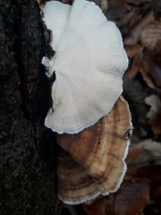 Trametes versicolor